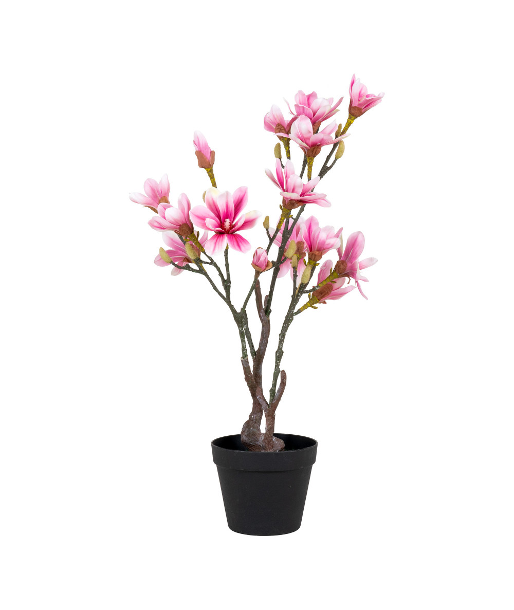 magnoliatræ flotte rosa blade 75cm høj