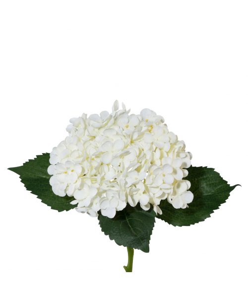 Hortensia i hvid