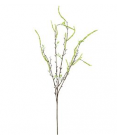 Salix lime