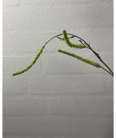 Salix lime