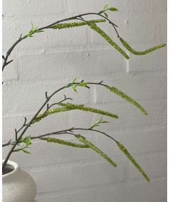 Salix lime
