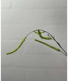 Salix lime