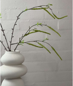 Salix lime