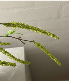 Salix lime