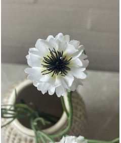 Kornblomst i hvid