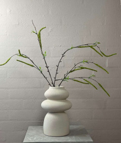 Salix lime