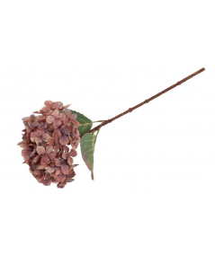 Hortensia copper