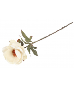Peony creme