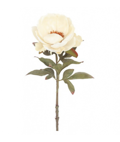 Peony creme
