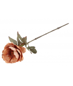 Peony kamel