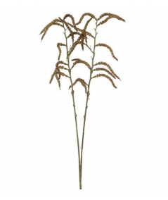 Amaranthus natur