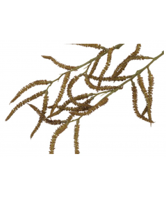 Amaranthus natur