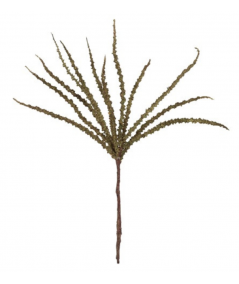 Trachycarpus grøn