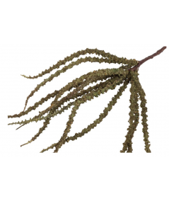 Trachycarpus grøn