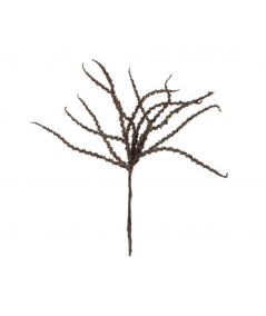 Trachycarpus brun
