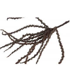 Trachycarpus brun