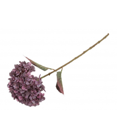 Hortensia lilla