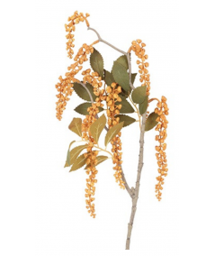 Phytolacca amber