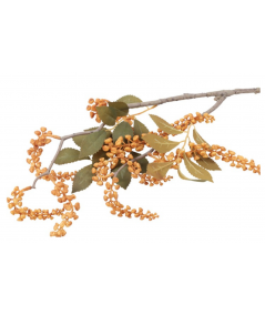 Phytolacca amber