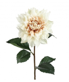 Dahlia creme