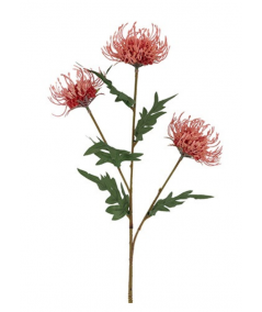 Protea peach