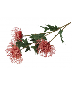 Protea peach
