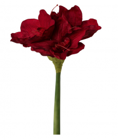 Amaryllis rød