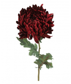 Chrysanthemum rød