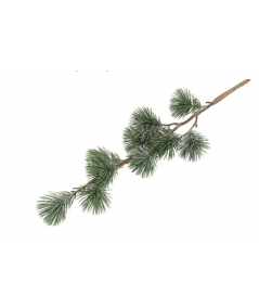 Ceder gran støvet grå