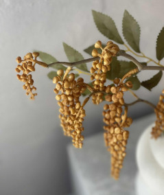 Phytolacca amber