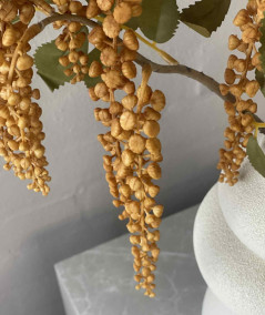 Phytolacca amber