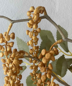Phytolacca amber
