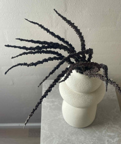 Trachycarpus brun