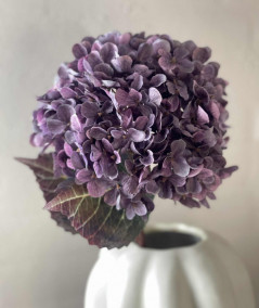 Hortensia lilla