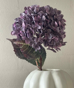Hortensia lilla