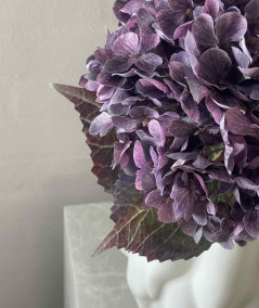 Hortensia lilla