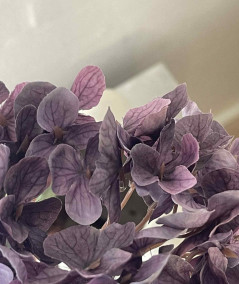 Hortensia lilla
