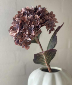 Hortensia copper