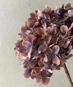 Hortensia copper