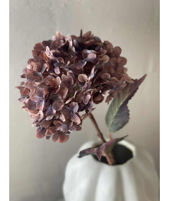 Hortensia copper