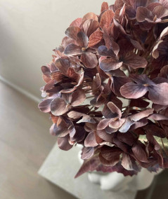 Hortensia copper