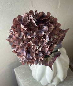Hortensia copper
