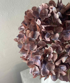 Hortensia copper