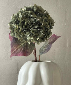 Hortensia grøn