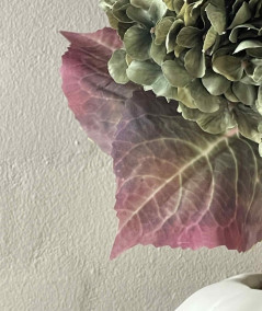 Hortensia grøn