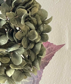 Hortensia grøn