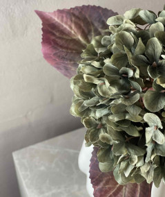 Hortensia grøn