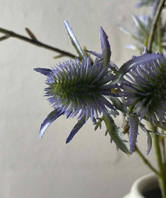 Tidsel purple