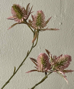Tidsel brun/rosa