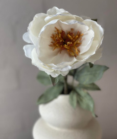 Peony creme